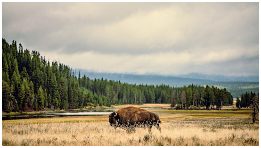 Lone Buffalo